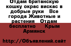 Отдам британскую кошку окрас вискас в добрые руки - Все города Животные и растения » Отдам бесплатно   . Крым,Армянск